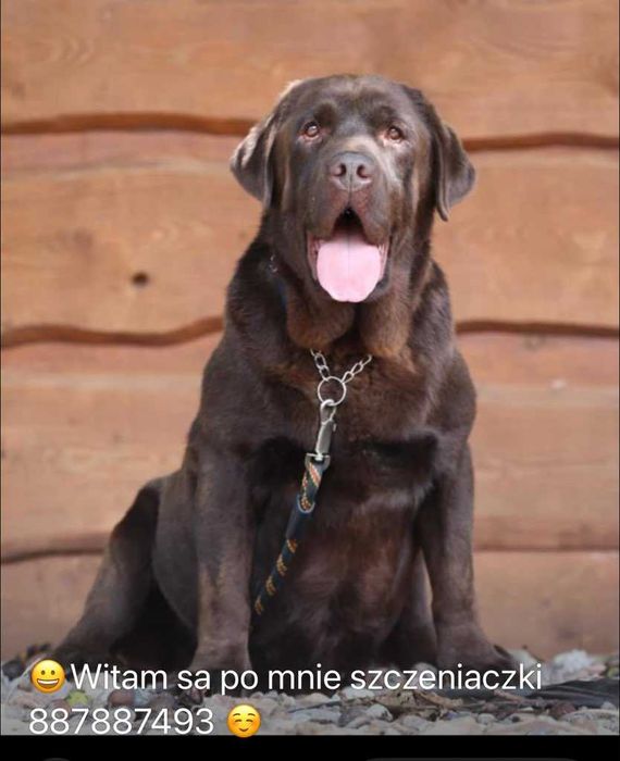 Labrador  Reproduktor ZHPR