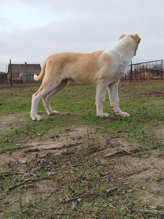 Продам щенка Алабая