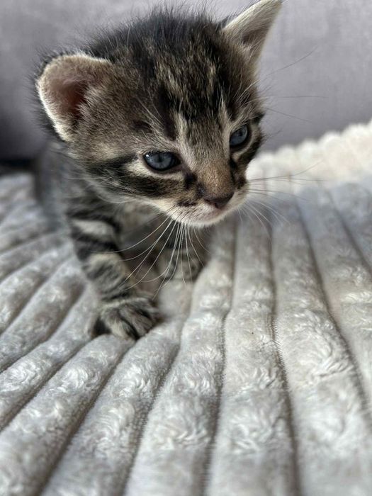 Oddam kotki 8 tygodniowe