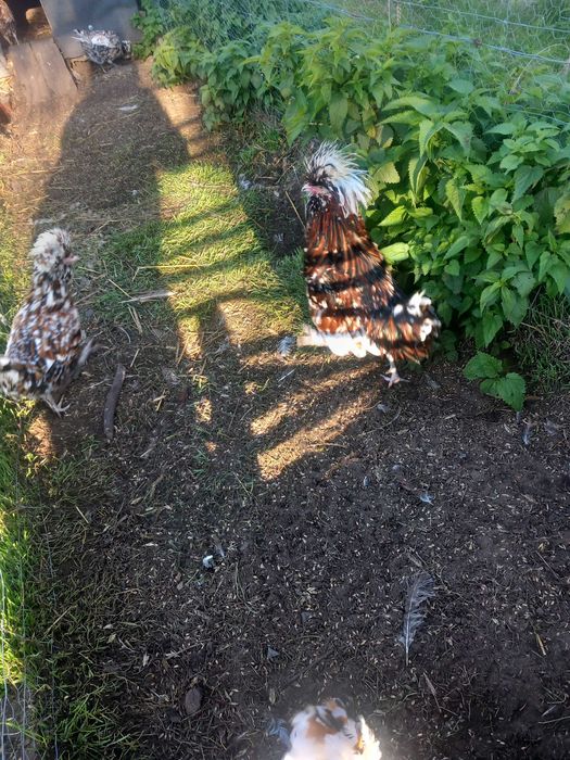 Sprzedam czubatki holenderskie koguta