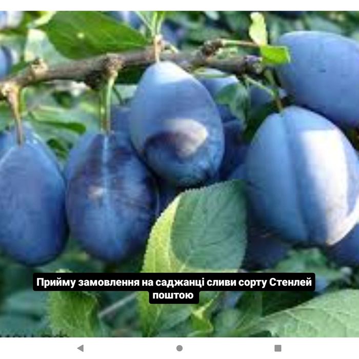 Продам саджанці дерев різних плодових культур сучасних сортів