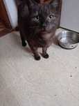 Kotek do adopcji