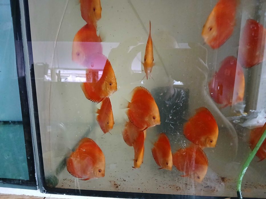 Paletki red melon