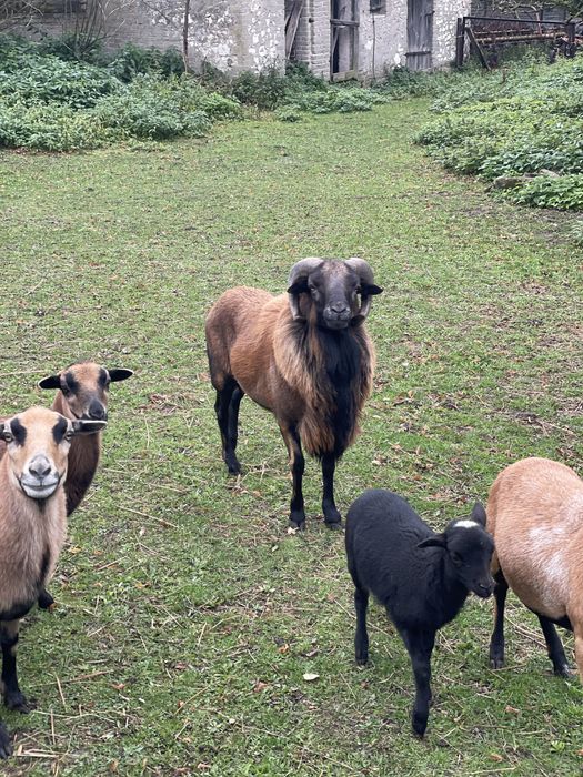 Baran tryk kamerun owca kameruńska młody