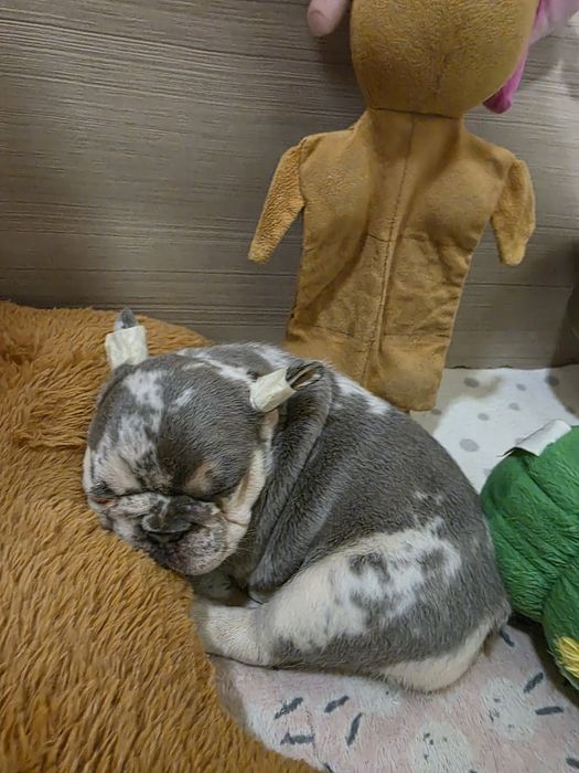 Дві дівчинки мерле і лілак мерле