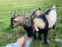 Vendo Cabras Anãs – Machos e Fêmeas | Dóceis e Desparasitadas