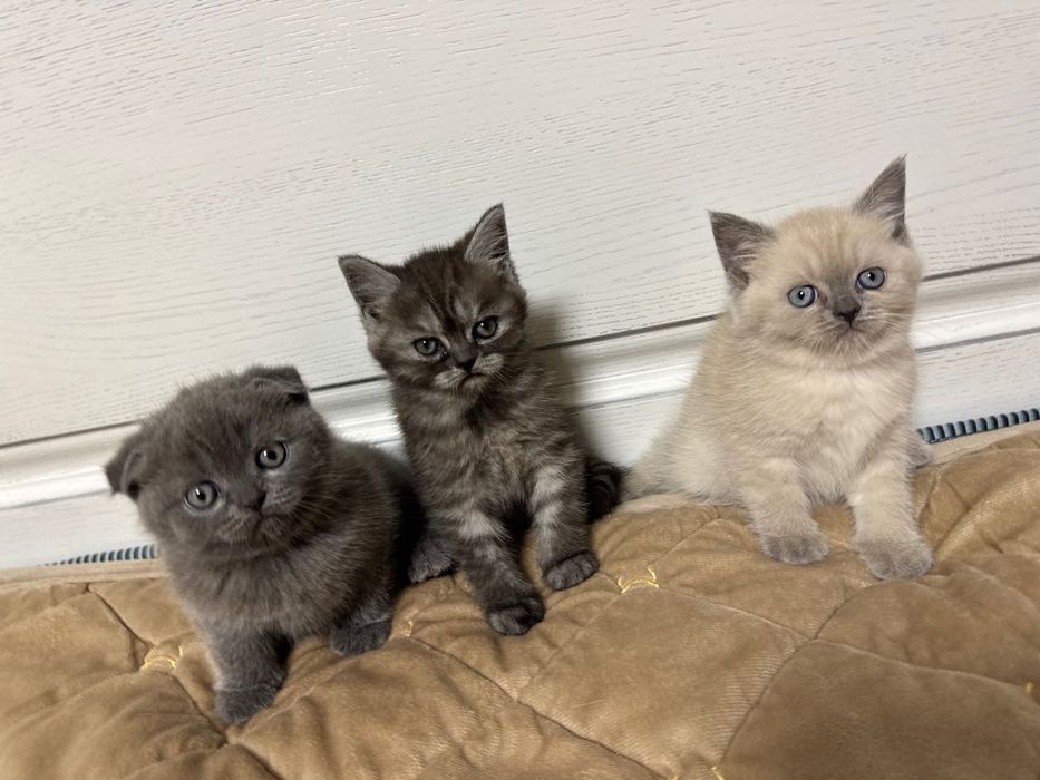 Шотландські кошенята