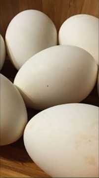 Продам яйца гусиные, инкубационые весом 150-170грамм