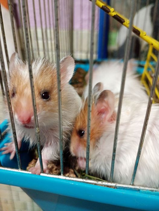 Королівські хом'яки