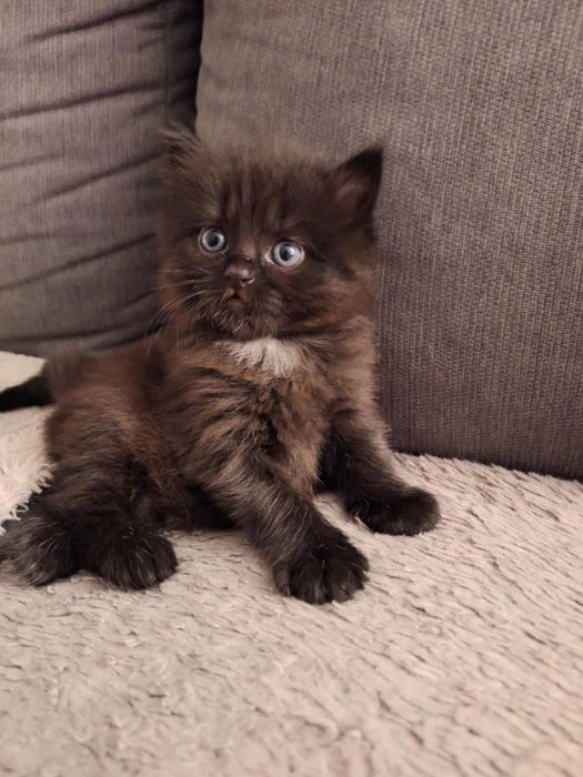 Dwa kociaki szukają kochającego domu!