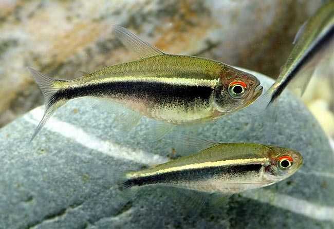 GB Neon Czarny | Pakiet 50 - 99 szt.