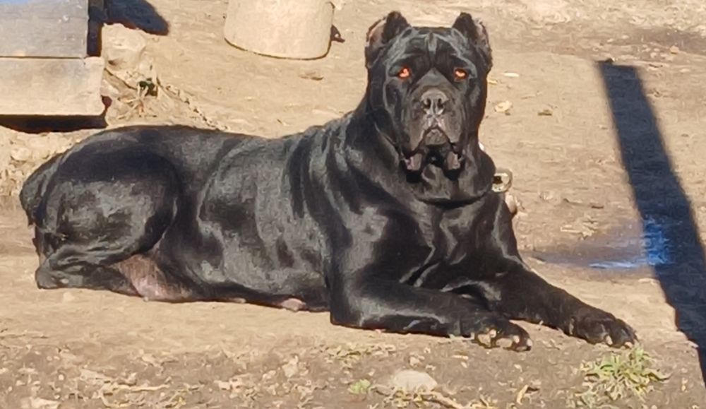 Неймовірні кане корсо