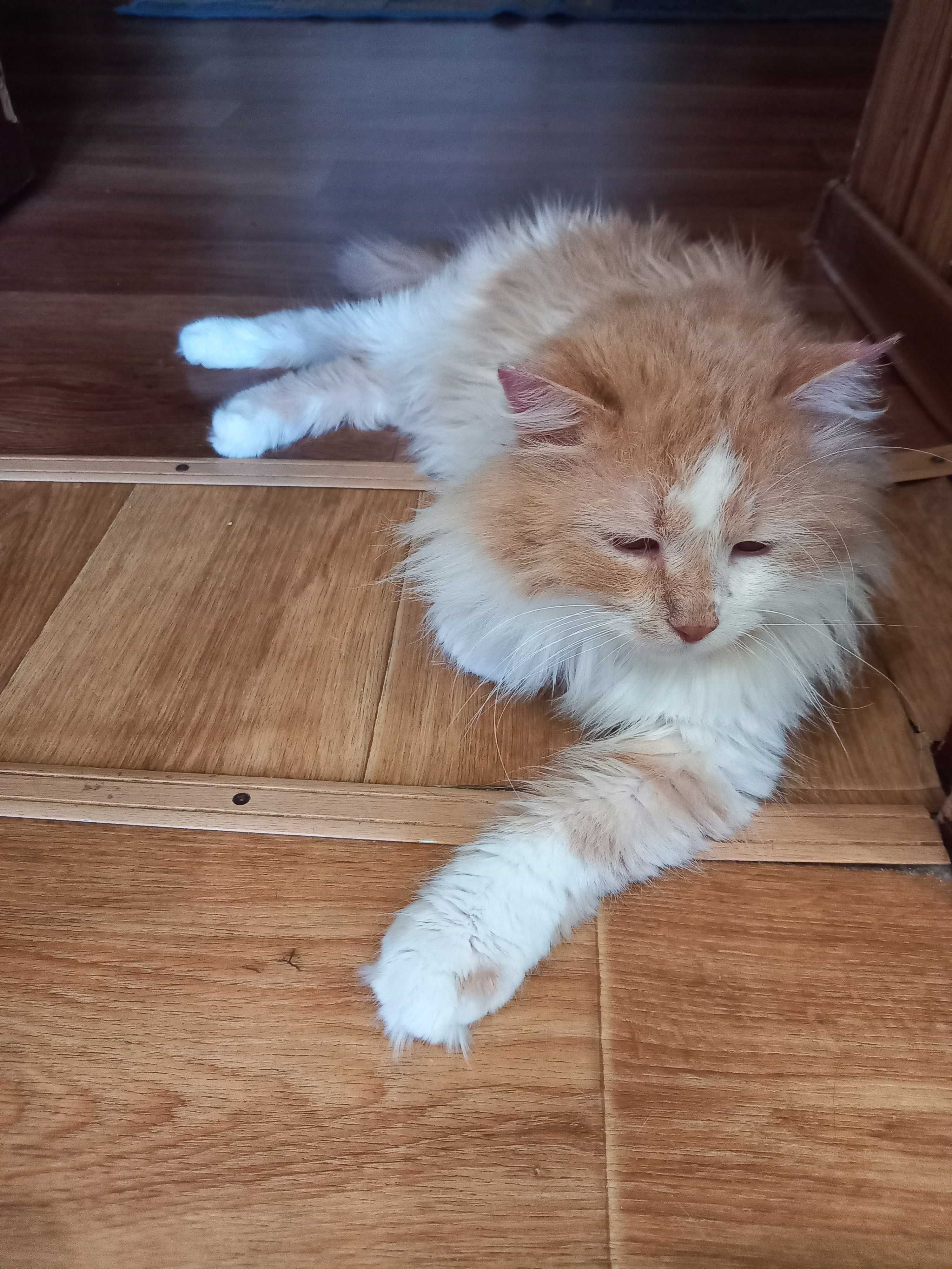 Котик-компаньон в гарну родину