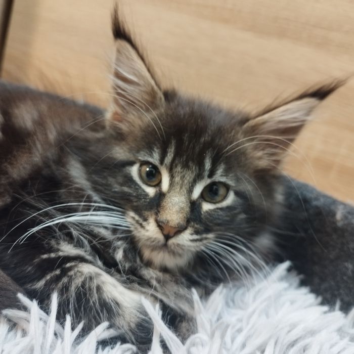 Chłopczyk Maine Coon