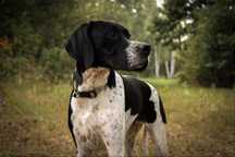 Sunia English Pointer hodowla Loyal Point FCI