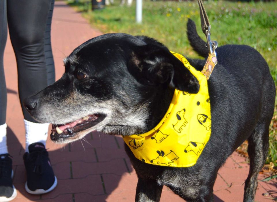 Pan Pies Tadzio szuka domu