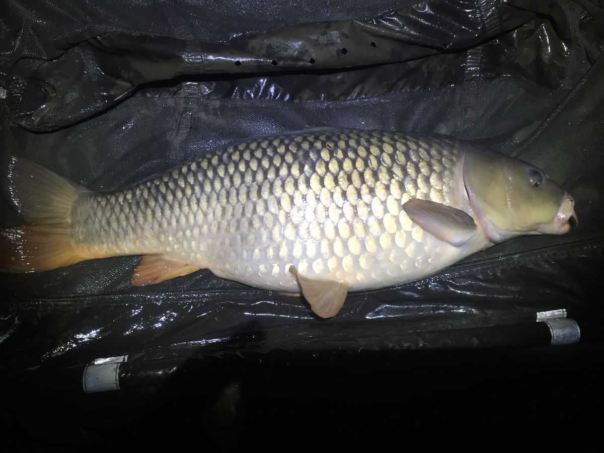 Kinguios e Carpas