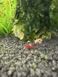 Camaroes para aquario red cherry