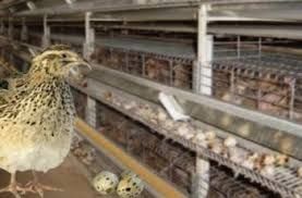 Перепілочки! Інкубаційні яйця