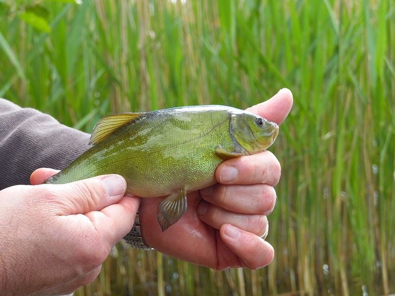 Зелений лин (green tench). Зарибок лина. Мальок лина