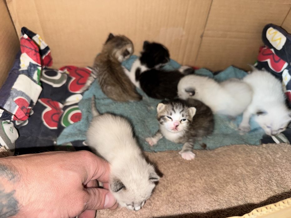 Adopção do gatinhos