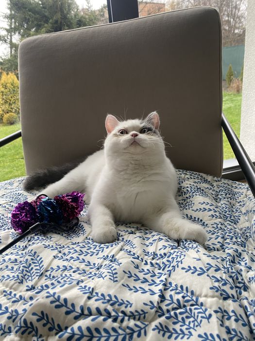 Kotka brytyjska 8 miesiecy