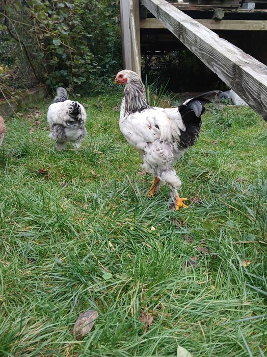 Koguty mix brahma i barnevelder