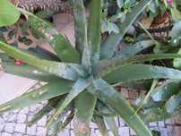 Plantas suculentas, aloé vera.