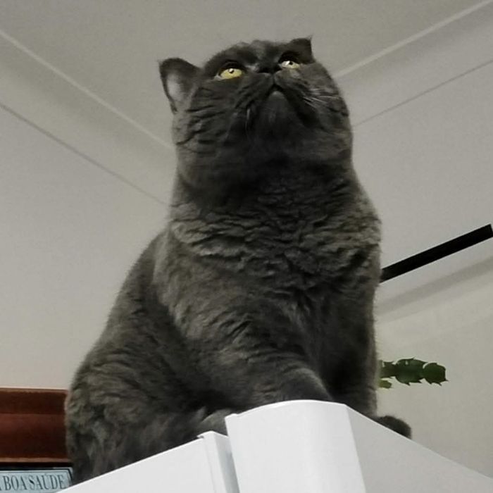 Gatinho  British lilas .