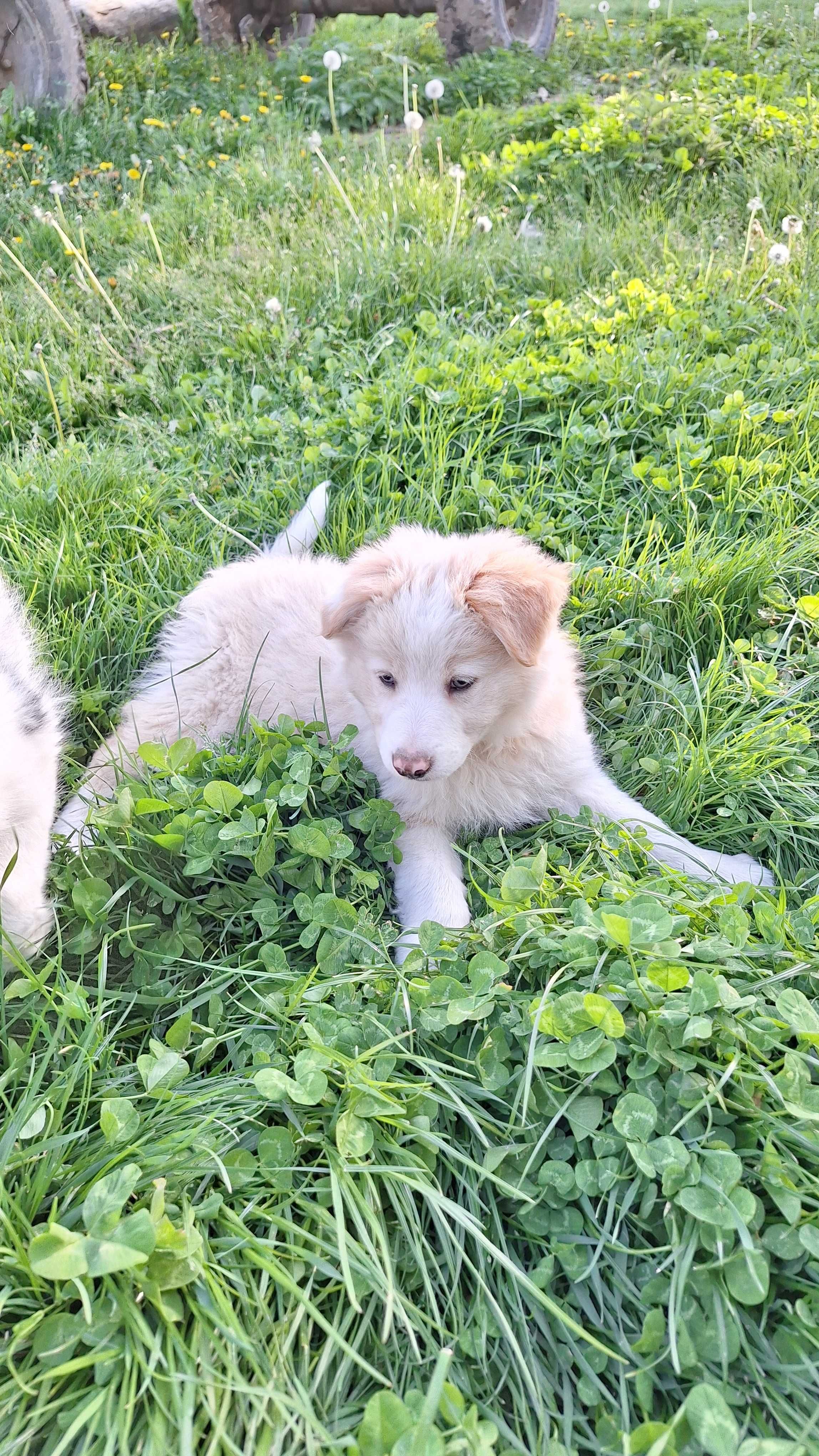 Border Collie, Ee Red