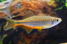Danio malabarski (Devario malabaricus) WYSYŁKA AKWAWIN