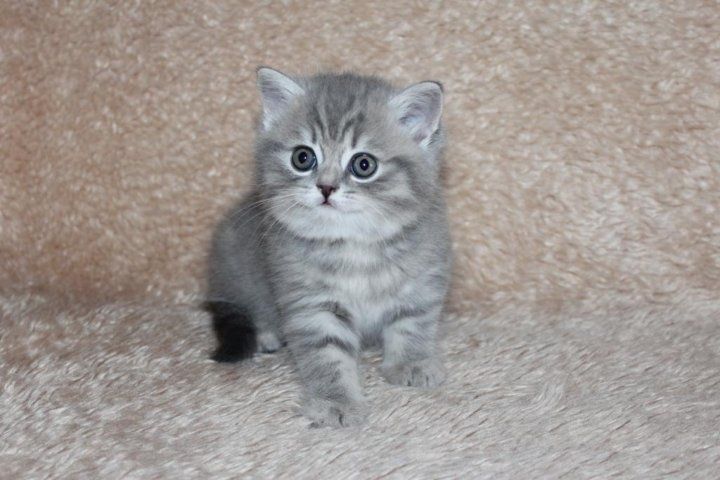 Продам прямухи котят