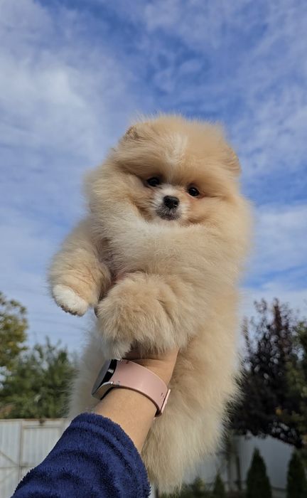 Нереально гарні ведмедики.