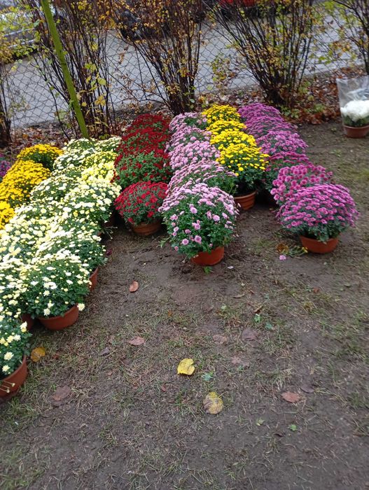 Chryzantemy na cmentarz od 20-40zł