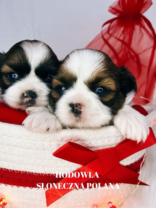 Shih-Tzu gotowe do rezerwacji