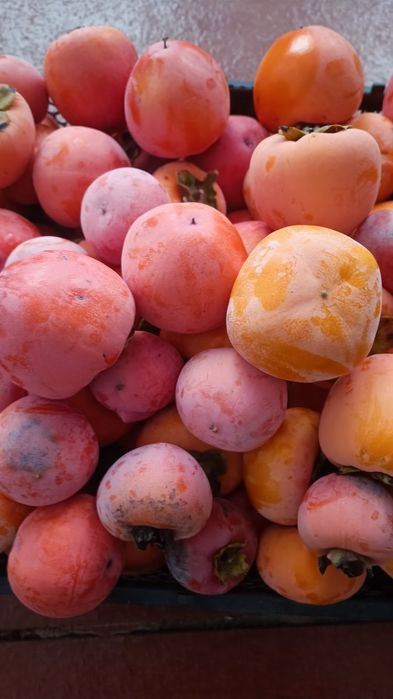 Саженцы граната хурмы персика инжира винограда  плодовых деревьев