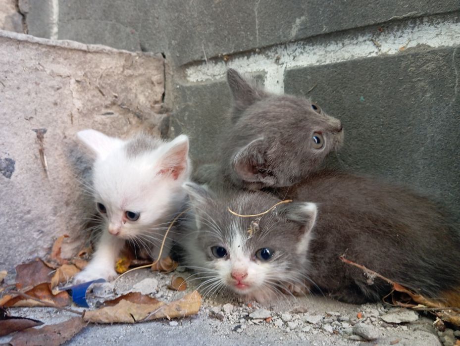 віддам кошенят в добрі руки