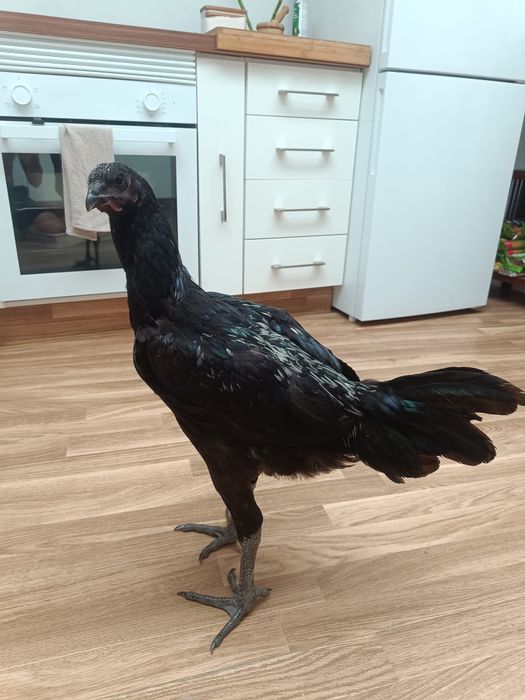 Galo combatente Liége 9 meses