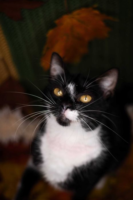 LEOŚ kocur do adopcji