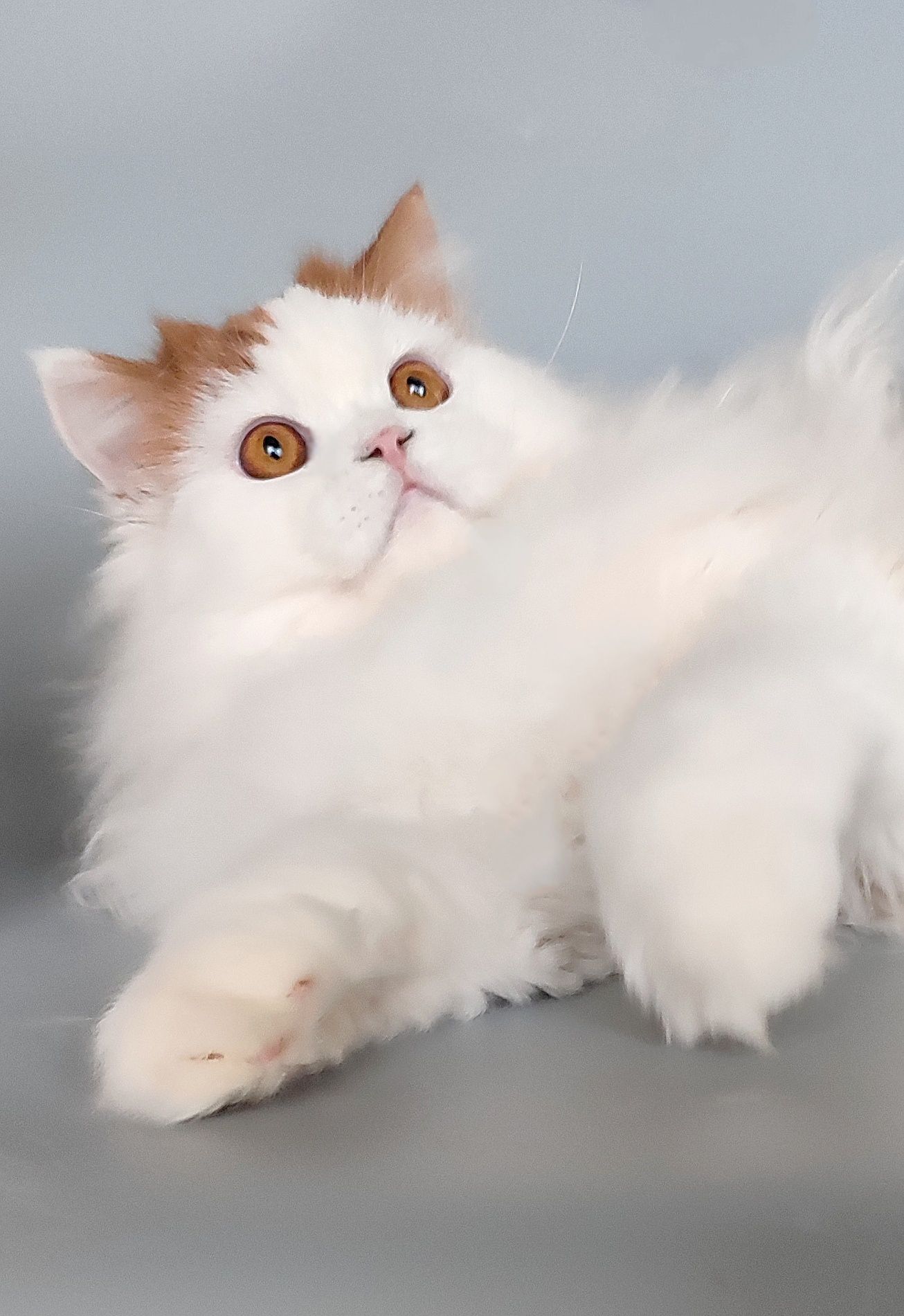 Шотландський котик