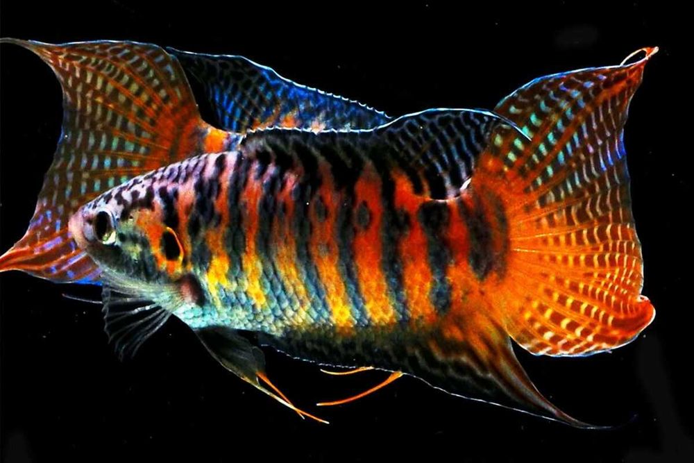 Wielkopłetw wspaniały - Macropodus opercularis - dowóz, wysyłka