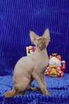Kociak Devon Rex