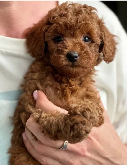 Хлопчик ред Браун .той пудель