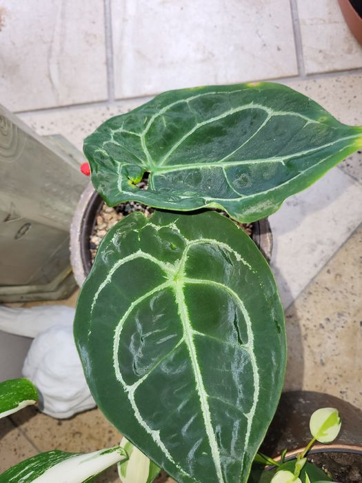 Anthurium cała roślina
