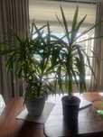 Yucca kwiat domowy