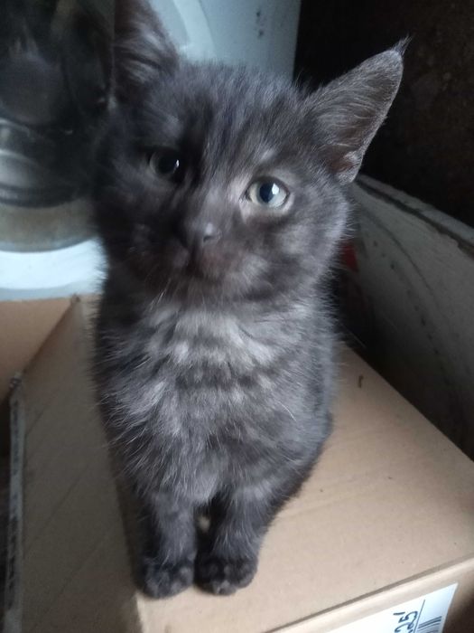 2 małych kotków oddam