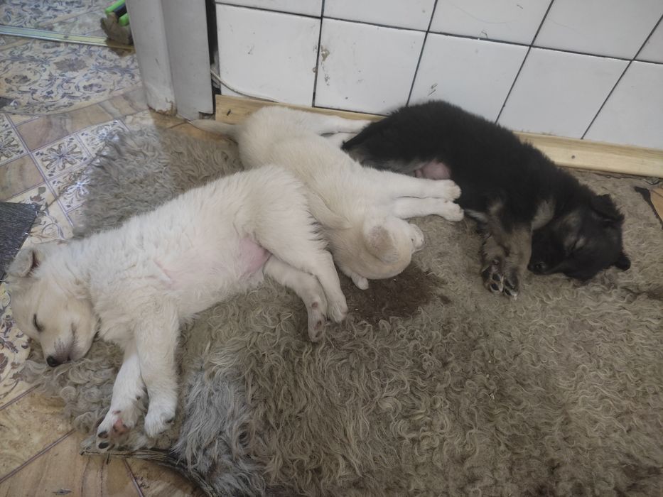 Отдам в добрые руки щенков