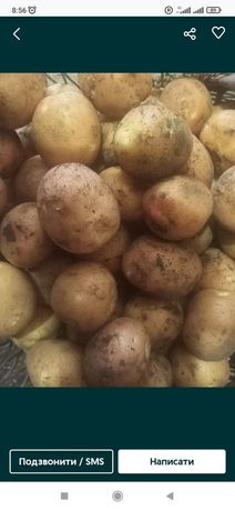 Продам картоплю без хімії