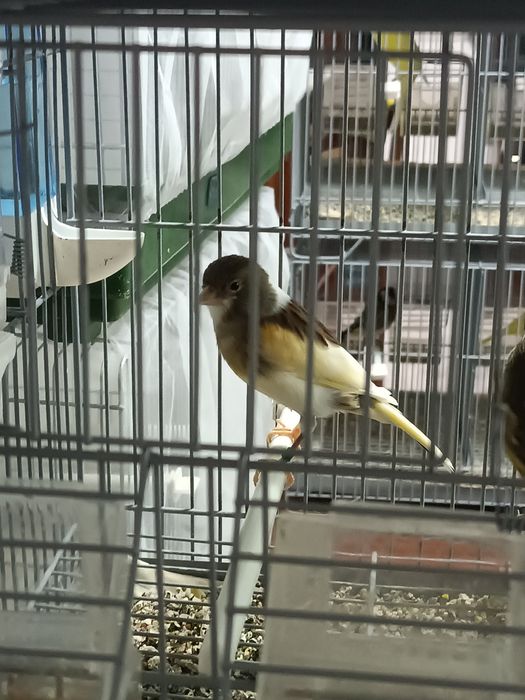 Canários machos e fêmeas