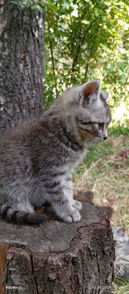 Срочно .Дівчинка від британської мами